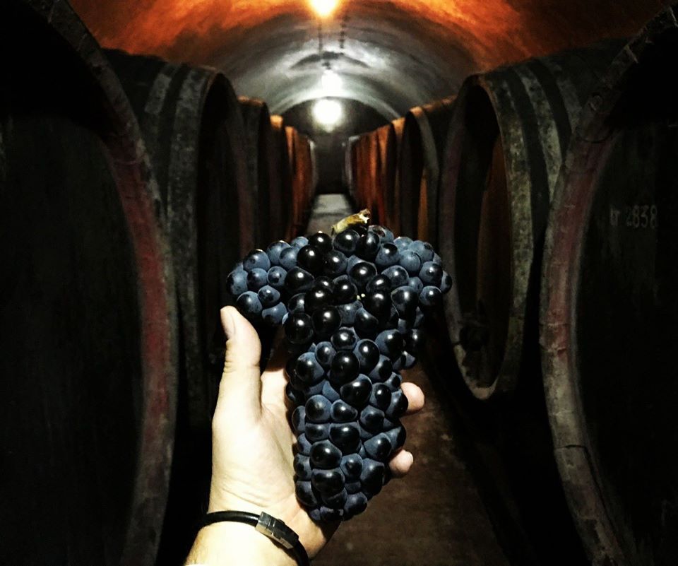 Pivnița de stejar Tohani - Tradiția vinului românesc în Drobeta-Turnu Severin