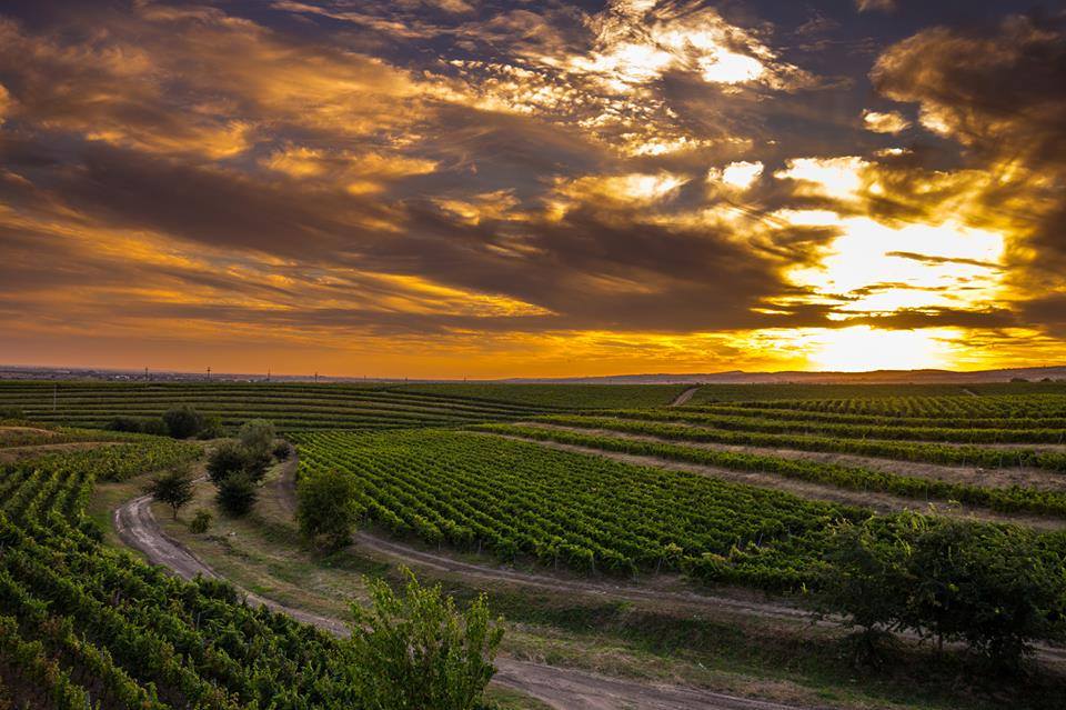 Podgoriile Domeniile Tohani